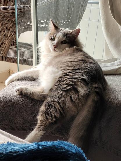 Grey and white cat rests on a cubic ottoman besides a glass door receiving some natural light from outside. The cat looks backwards to the camera.