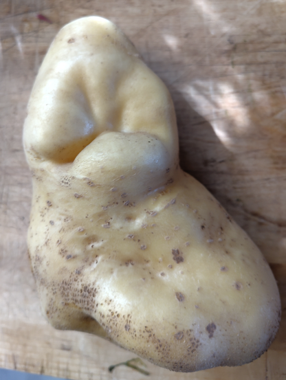 large irregularly shaped potatoes. the upper part looks a bit like a grumpy face.