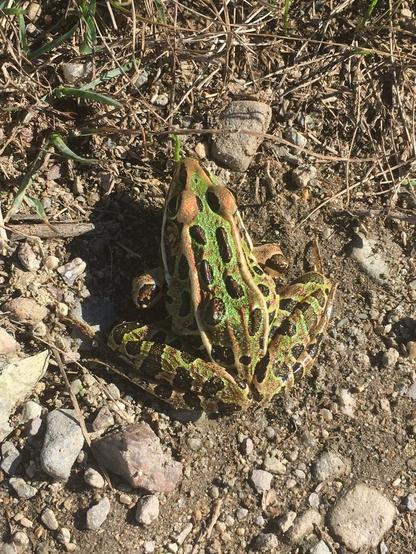 Photo of Lithobates pipiens (Northern Leopard Frog) by jlayman. Attribution: (c) Jonathan Layman, some rights reserved (CC BY).