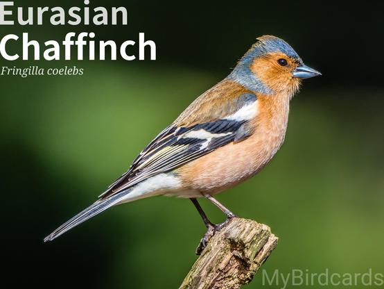 🌍🌏 Eurasian Chaffinch (Fringilla coelebs)

The male Eurasian Chaffinch is colourful, with a blue-grey cap, rust-red breast, and prominent white wing bars. The female is duller brown/grey but shares the white wing markings. It is widespread across Europe, Northwest Africa, and Western Asia, favouring woodland, parks, and gardens. They are social outside the breeding season, forming flocks. Males have a loud, distinctive song. Eleven subspecies are currently recognised. 2.5 Flash (Edited) 

Conservation status: Least Concern (IUCN 3.1)

Fun fact: Male Chaffinches have regional dialects in their song! Studies have shown slight differences in the typical song's final "flourish" depending on where in the country (or continent) the bird lives.

📷: Photo by Drosera74 via Pixabay 
https://pixabay.com/photos/chaffinch-bird-finch-nature-9825010/

WUNE