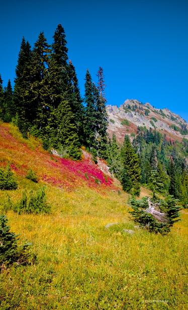 An alpine hillside at Chinook Pass in Washington’s Cascade Range, glowing with the colors of early autumn. The meadow in the foreground shifts from golden grass to bright patches of scarlet-red huckleberry shrubs climbing the slope. Dark green evergreens stand tall along the ridgeline, leading the eye up toward jagged rocky peaks rising under a flawless deep blue sky. The scene captures the vibrant contrast between summer’s greenery and fall’s fiery palette in the Pacific Northwest mountains.