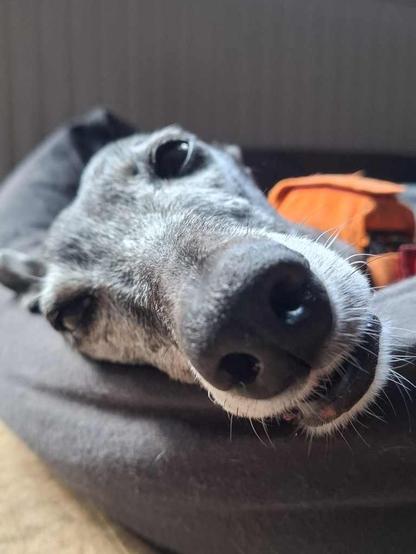A close-up of a black galgo's face, resting comfortably on a soft bed. The dog's eyes are relaxed, and its nose is prominent, showcasing its gentle expression. An orange harness is visible around its neck, adding a pop of color to the serene scene.