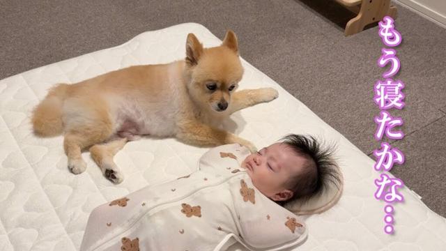 赤ちゃんを優しく寝かしつけるポメラニアンが可愛過ぎました…