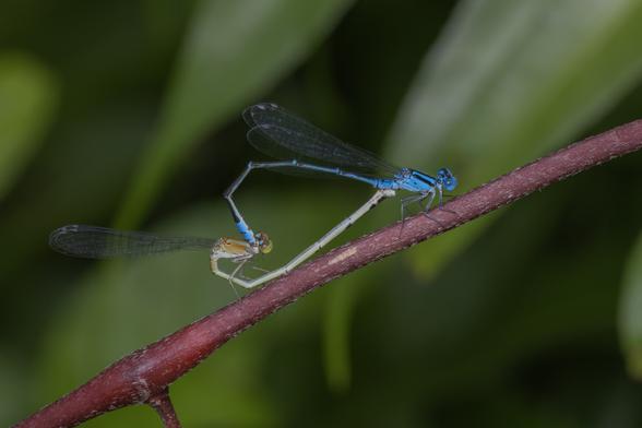 two blue sprite damselflies (Pseudagrion microcephalum) in the wheel position used by odonates for mating, in which their bodies form a heart-like profile.