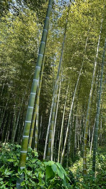 Bamboo forest