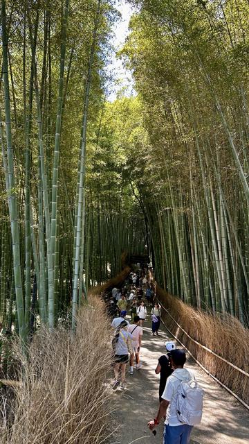 Bamboo forest with many people walking by