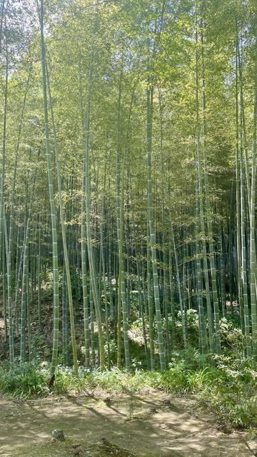 Bamboo forest