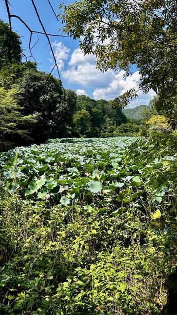some plants in water with a great/nice view