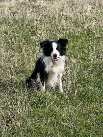 The dug in front of the memorial - not a little bit puffed, even after running up and down a couple of times urging me to improve my time