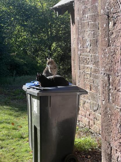 Our welcoming committee - the cat sunning themselves on adjacent bins outside the cottage