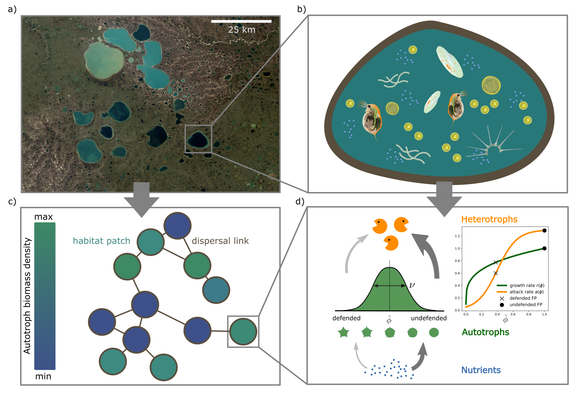 Schematic figure from Philipp et al. 2025: Top left panel shows a satellite photo of multiple ponds in a landscape, top right panel shows the plankton community within a single pond as scheme drawing; the bottom left panel shows how the habitat (pond) structure is abstraced to a habiat network; the bottom right panel shows how the local community structure is abstracted to an aggregated food web model. Altogether, this 'trophic metacommunity' can show self-organisation that appear as biomass differences between habitats (denoted as differently shaded nodes of green and blue in the bottom left panel)