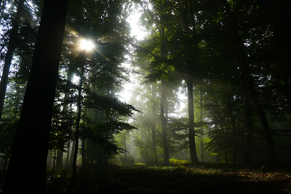 Herbstwald mit Nebel und Sonnenstrahlen