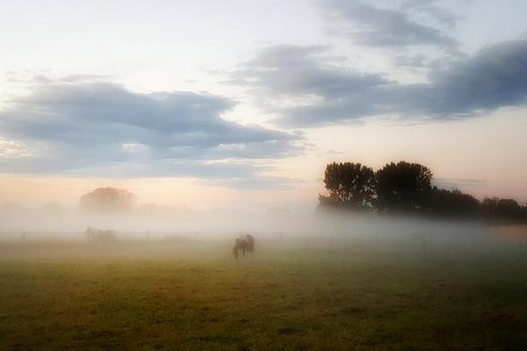 A serene, atmospheric photograph of a grassy field blanketed in thick morning fog. Two horses, one clearly visible in the foreground and one partially obscured on the left, graze in the low-lying mist. In the background, a row of dark silhouetted trees stands against a soft, pastel-coloured sky of pale orange, pink, and grey clouds, suggesting either sunrise or sunset.