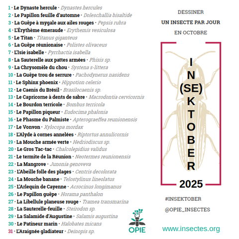 Titre : Insektober 2025, dessiner un insecte par jour en octobre

Liste d’insectes :
1 Le Dynaste hercule · Dynastes hercules
2 Le Papillon feuille d’automne · Doleschallia bisaltide
3 La Guêpe à mygale aux ailes rouges · Pepsis rubra
4 L’Érythème émeraude · Erythemis vesiculosa
5 Le Titan · Titanus giganteus
6 La Guêpe réunionaise · Polistes olivaceus
7 L’Isie isabelle · Pyrrhactia isabella
8 La Sauterelle aux pattes armées · Phisis sp.
9 La Chrysomèle du chou · Systena s-littera
10 La Guêpe trou de serrure · Pachodynerus nasidens
11 Le Sphinx phoenix · Hippotion celerio
12 Le Caenis du Brésil · Brasilocaenis sp.
13 Le Capricorne à dents de sabre · Macrodontia cervicornis
14 Le Bourdon terricole · Bombus terricola
15 Le Papillon piqueur · Eudocima phalonia
16 Le Phasme du Palmiste · Apterograeffea reunionensis
17 Le Vonvon · Xylocopa mordax
18 L’Alyde à cornes annelées · Riptortus annulicornis
19 La Mouche armée verte · Hedriodiscus sp.
20 Le Gros Tac-tac · Chalcolepidius validus
21 Le termite de la Réunion · Neotermes reunionensis
22 La Mangrove · Junonia genoveva
23 L’Abeille folle des plages · Centris decolorata
24 La Mouche banane · Telostylinus lineolatus
25 L’Arlequin de Cayenne · Acrocinus longimanus
26 Le Papillon guêpe · Horama panthalon
27 La Libellule planeuse rouge · Tramea transmarina
28 La Sauterelle-feuille · Steirodon sp.
29 La Salamide d’Augustine · Salamis augustina
30 Le Patineur marin · Halobates micans
31 L’Araignée gladiateur · Deinopis sp.
