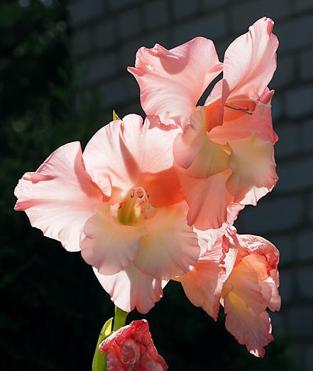 Pink gladiolus under bright sunlight.