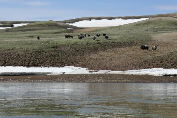 Herd of muskox beside the Thomsen River in Aulavik National Park