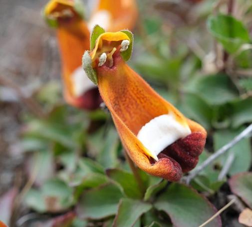 la-fleur-extraterrestre-heureux-pantoufle-de-darwin-1