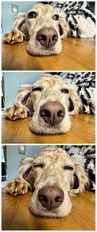 Eine Collage von drei Fotos, die einen englischen Setter zeigen: Die Schnauze und eine Pfote liegen auf dem Tisch und von Bild zu Bild sind die Augen immer etwas mehr geschlossen.