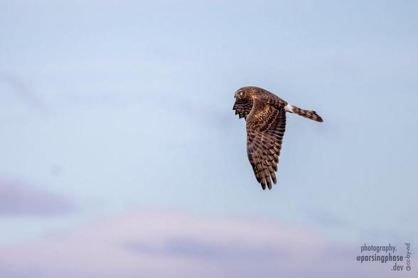 A deeply pattern brown, hawk-like bird, wings dipping low and feathers stretched wide, flies through a sky of pink and blue.