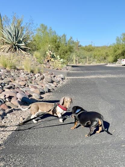 two dachshunds out for a walk