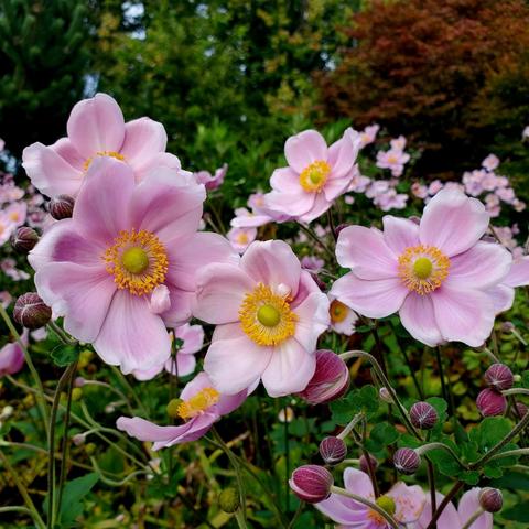 Close-up shot of a cluster of pink Japanese anemone flowers with yellow centers surrounded by green foliage. Some flowers are in full bloom while others are in bud. The background is a blurred mix of green and autumnal colors.