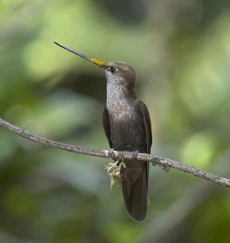 A brown hummingbird with speckled underparts perches on a branch with head turned in profile to demonstrate a very long beak stained with yellow pollen. This is a Bronzy Inca who looks vaguely annoyed. Northern Peru. November 2024. Photo by Peachfront.