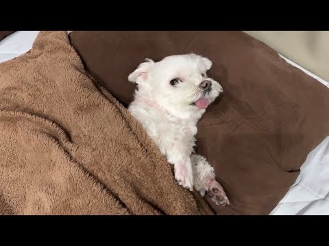 誰よりも枕を上手く使いこなす犬