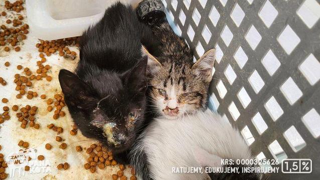 Dwa małe kociaki w klatce z poklejonymi ropą oczami - jeden czarny, drugi biało-bury.