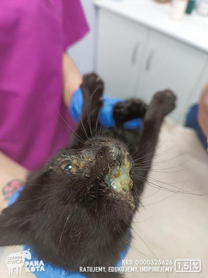 Czarny kociak z oczami poklejonymi ropą trzymany za kark przez techniczkę weterynarii podczas badania oczu.