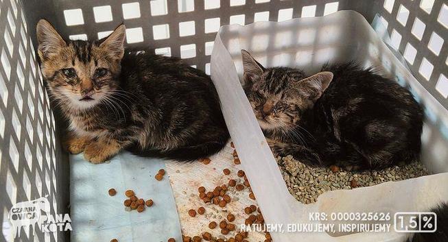 Dwa bure kociaki z oczami poklejonymi ropą w kontenerze na wizycie u weterynarza.