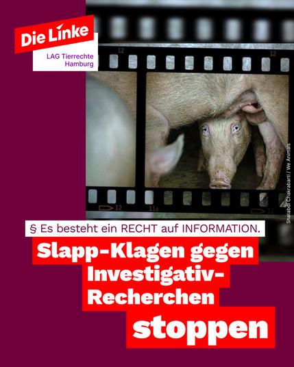 Sharepic: Auf weinroten Grund befindet sich das Foto eines Schweines, das durch die Beine von Artgenossen in die Kamera schaut. Die Schweine befinden sich in einem dunklen Stall. Das Bild weist eine Umrandung im Stil einer alten Filmrolle auf.

Unter dem Bild eine kleine Überschrift mit dem Text: Es besteht ein Recht auf Information. Darunter größer in weiß auf hellrotem Schrift-Hintergrund der Slogan: Slapp-Klagen gegen investigativ-Recherchen stoppen.

Oben links das rote Logo "Die Linke" mit dem Zusatz "LAG Tierrechte Hamburg".
