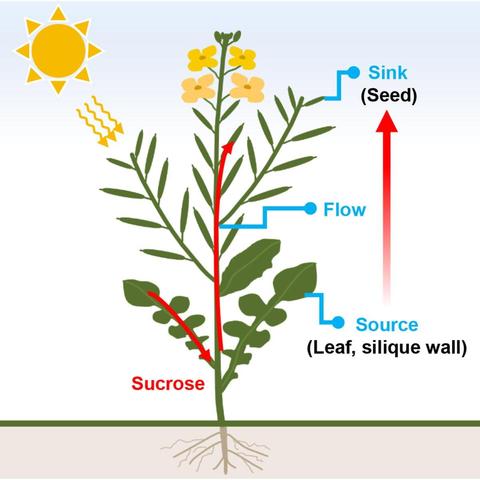 Diagram summarizing genetic determinants for boosting seed oil content in rapeseed and their systematization across three processes: source expansion via boosted photosynthesis and carbon allocation; sink enhancement via elevated fatty acid synthesis and triacylglycerol assembly with suppressed lipolysis; and flow optimization via modified carbon partitioning and sucrose transport.