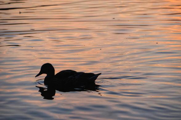 A serene silhouette of a duck swimming alone on calm water during sunrise. The water reflects warm hues of orange and pink, creating a peaceful and tranquil atmosphere. The duck is positioned centrally in the frame, facing left, with gentle ripples surrounding it, adding to the calmness of the scene.