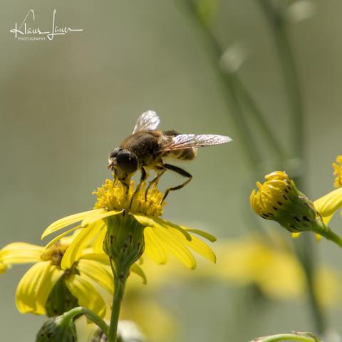 Das Foto zeigt eine mittlere Keilfleckschwebfliege, die auf der Blüte eines schmalblättrigen Greiskraut sitzt und Nektar schlürft.