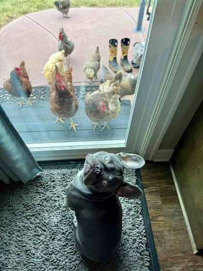 A French Bulldog sits at a glass door looking up at you. On the other side of the door is a flock of chickens