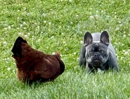 In a green fields of grass a brown chicken and a French Bulldog play together