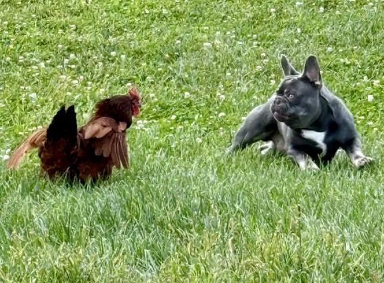 In a green fields of grass a brown chicken and a French Bulldog play together