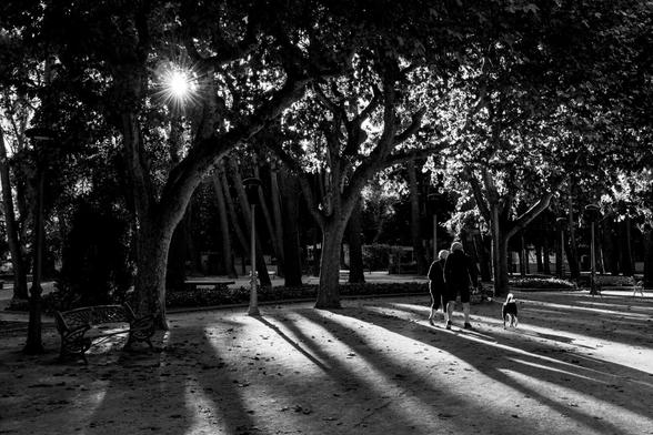 Español: Pareja caminando con su perro en un parque al atardecer, entre árboles que proyectan largas sombras.

|


English: Couple walking their dog in a park at sunset, surrounded by trees casting long shadows.