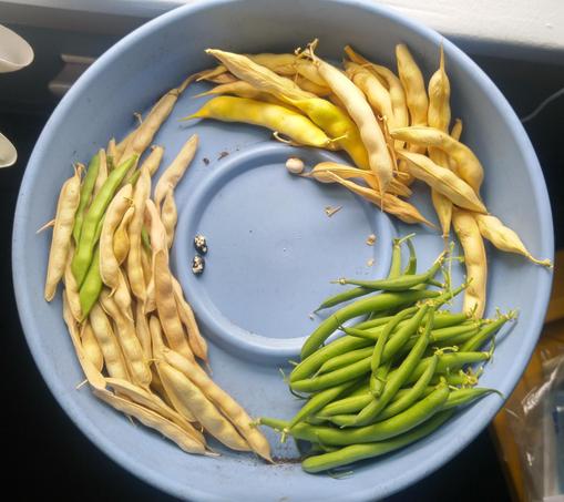 Three small piles of bean pods, two mostly tan and dried and one green and fresh, in a blue plastic saucer. One dry pile has one cream and yellow dry bean beside it, the other has two black and white marbled beans.