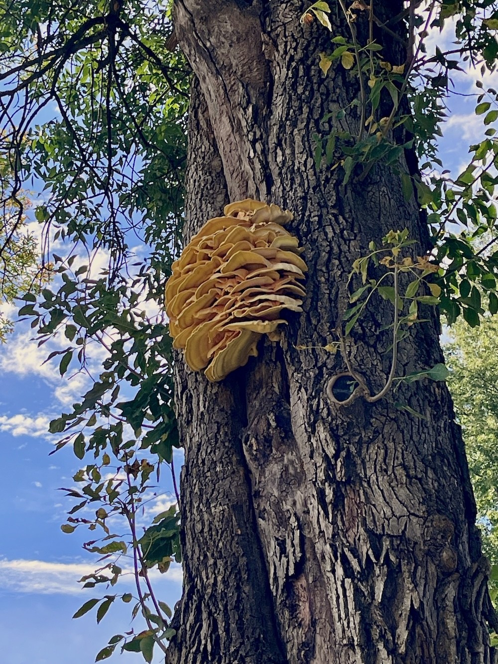 laetiporus growing on a tree