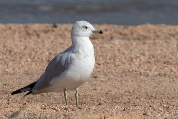 A Ring-billed Gull bird standing on a pebbly beach in Chatfield State Park, Colo.