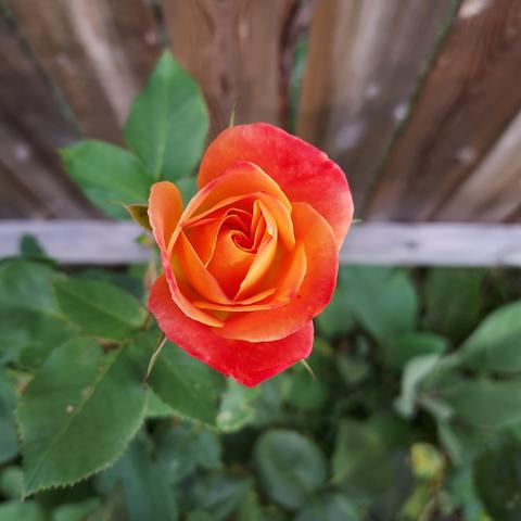 a red and orange rose just opening its petals