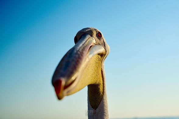 A pelican staring into my camera

Sony A1 ii, Sony 12-24mm f/2.8 GM - 1/500s, f/2.8, ISO100