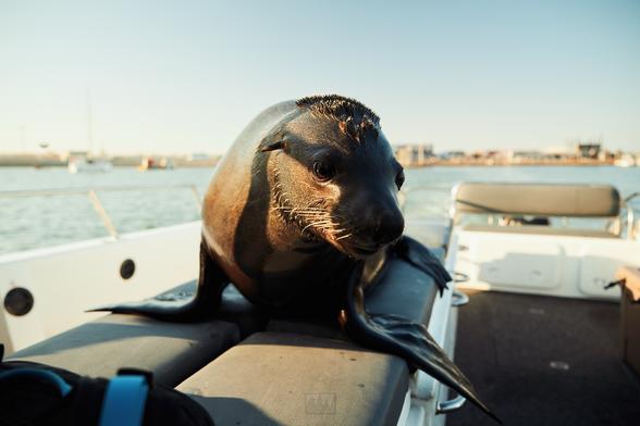 A Cape Fur Seal hopped up on our boat

Sony A1 ii, Sony 12-24mm f/2.8 GM - 1/500s, f/2.8, ISO100