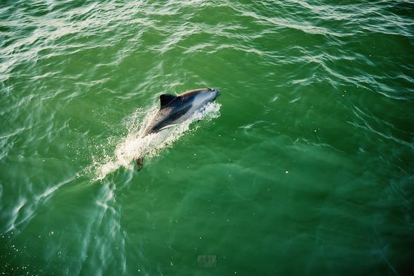 A Heaviside dolphin porpoising out of the water

Sony A1 ii, Sony 24-70mm f/2.8 GM ii - 1/800s, f/2.8, ISO500