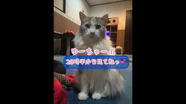 メインクーンだけの【猫カフェのライブ配信】#cat #cooncat #mainecat