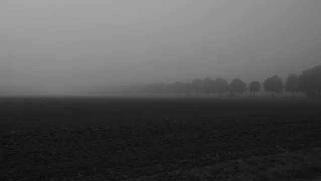 Gepflügter Acker , Baumreihe verschwindet im Nebel