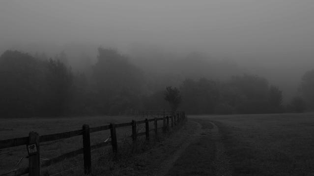 Feldweg, Büsche und Bäume im Nebel