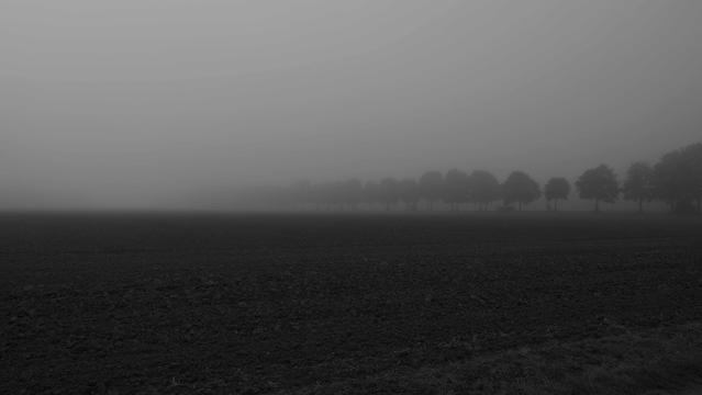Gepflügter Acker , Baumreihe verschwindet im Nebel
