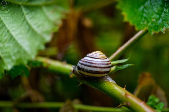 White snail with brown bands on stem